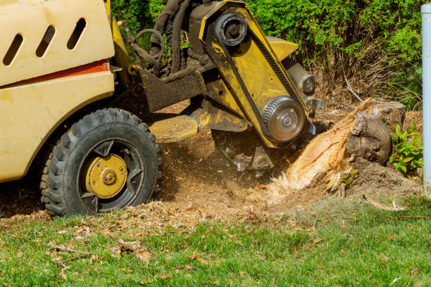 Best Tree Disease Treatment  in Rossville, GA