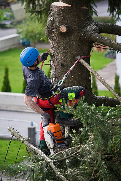 Best Lawn Pest Prevention  in Rossville, GA