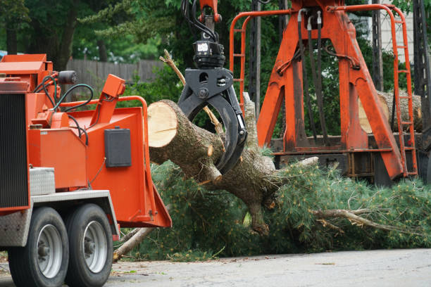 Best Lawn Drainage Solutions  in Rossville, GA