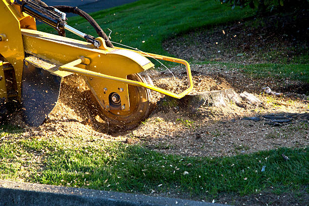 Best Lawn Irrigation Installation and Maintenance  in Rossville, GA