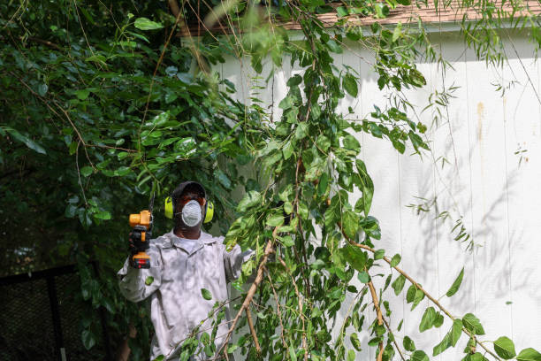 Best Tree Maintenance Programs  in Rossville, GA