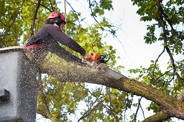 Best Tree Cabling and Bracing  in Rossville, GA