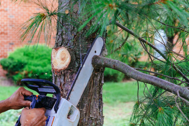 Reliable Rossville, GA Tree Services Solutions